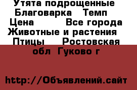 Утята подрощенные “Благоварка“,“Темп“ › Цена ­ 100 - Все города Животные и растения » Птицы   . Ростовская обл.,Гуково г.